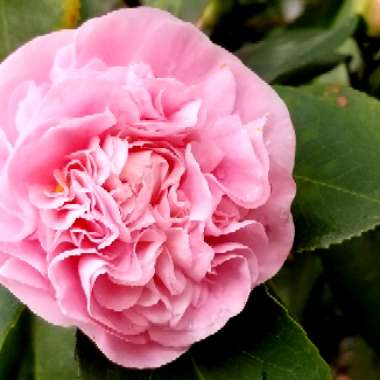 Camellia 'Debutante'