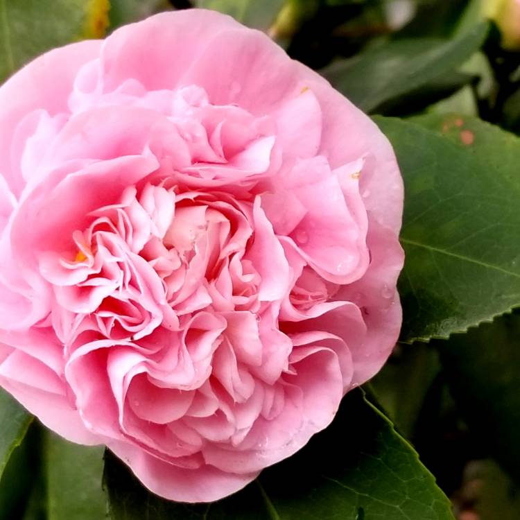 Plant image Camellia japonica 'Debutante'