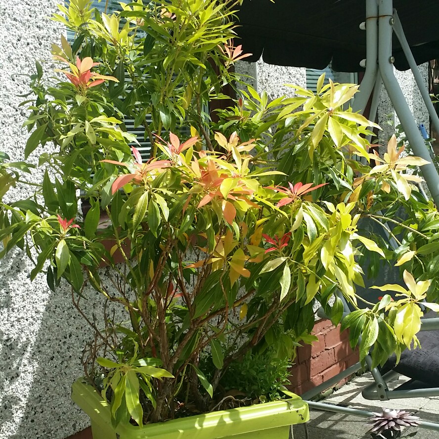 Pieris 'White Cascade'