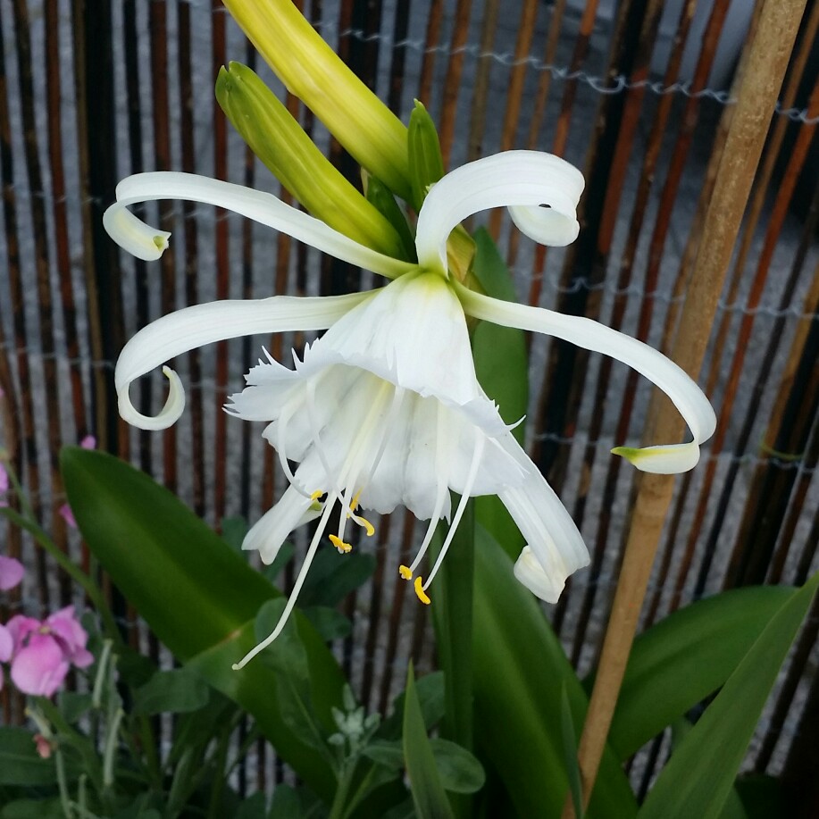 Hymenocallis festalis syn. ismene festalis