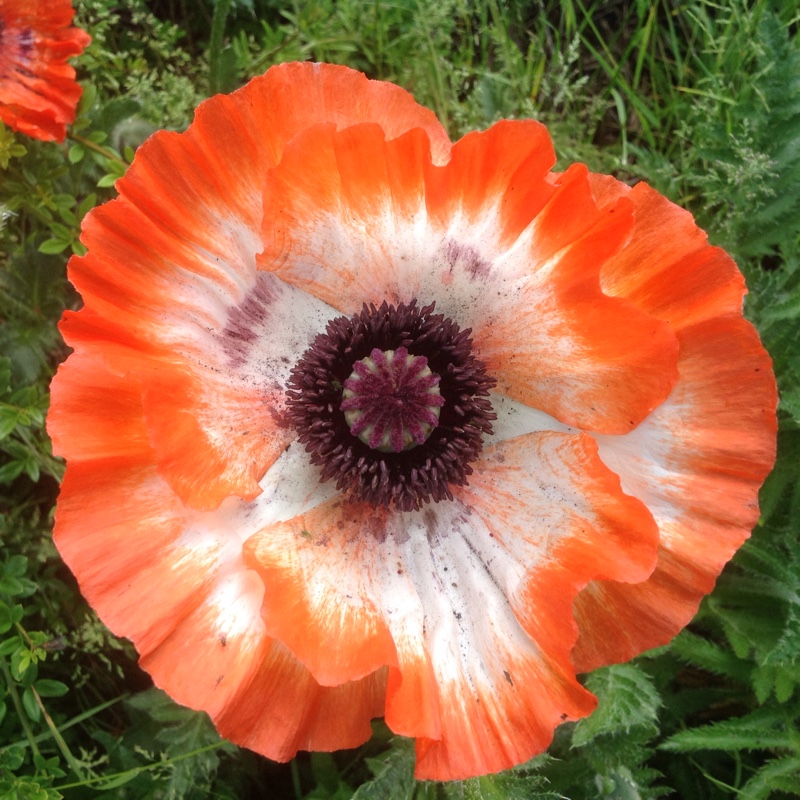 Icelandic Poppy 'Gartenzwerg Group'