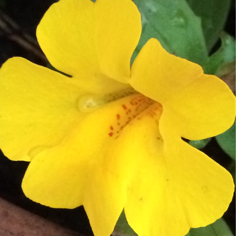 Plant image Mimulus luteus