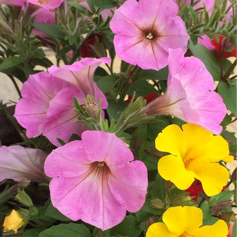 Plant image Petunia surfinia