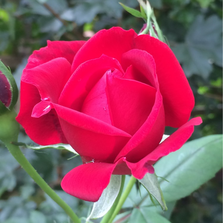 Plant image Rosa 'Cored' syn. Rosa 'Alec's Red'