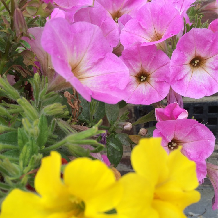 Plant image Petunia 'Suzie Storm'