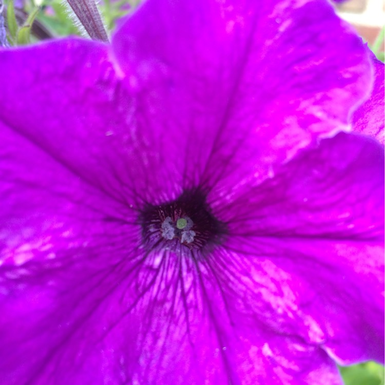 Plant image Petunia 'Purple Rocket'