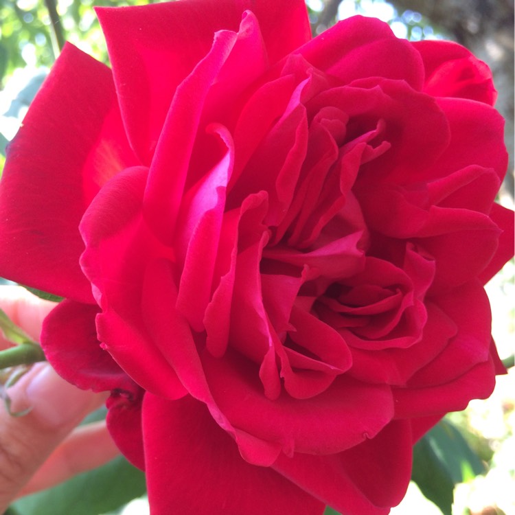 Plant image Rosa 'Carol Ann'