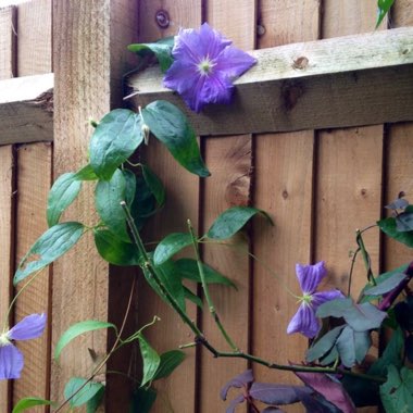 Clematis 'Blue Angel'