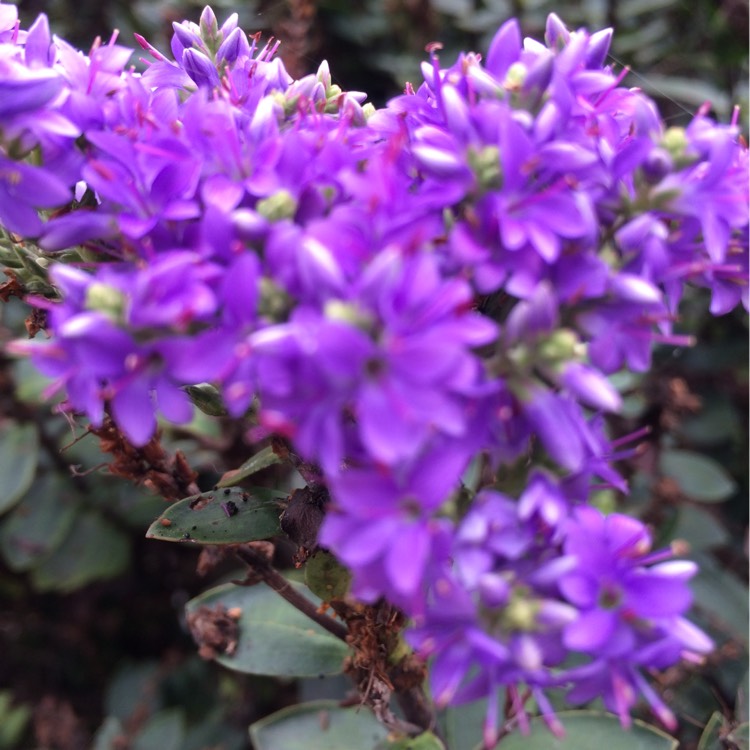 Plant image Hebe 'Purple Pixie'