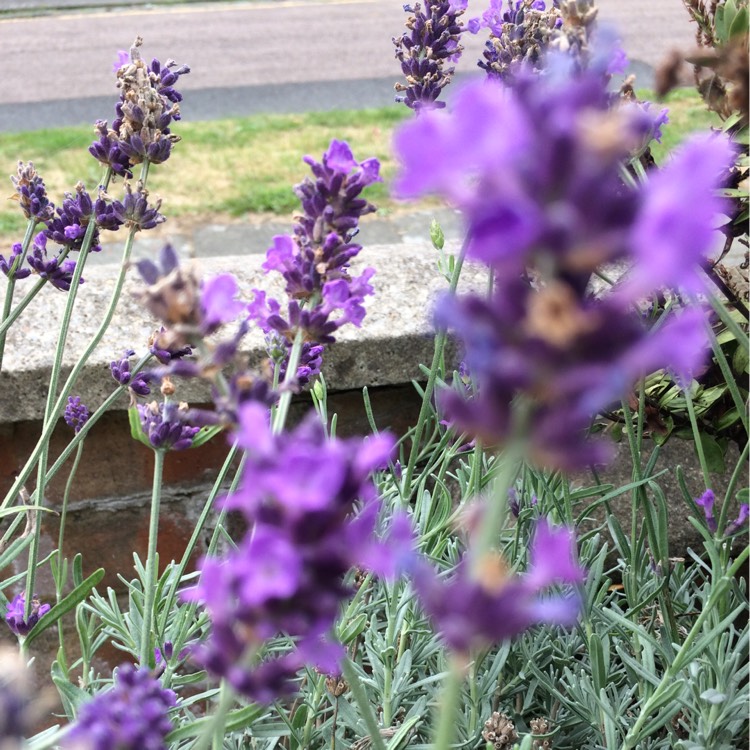 Plant image Lavandula stoechas 'Silver Anouk' (Anouk Series)