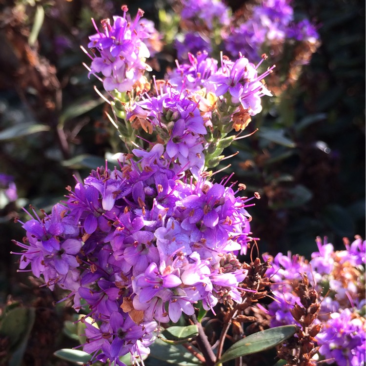 Plant image Hebe 'Purple Pixie'