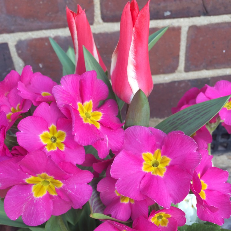 Plant image Tulipa clusiana 'Lady Jane'