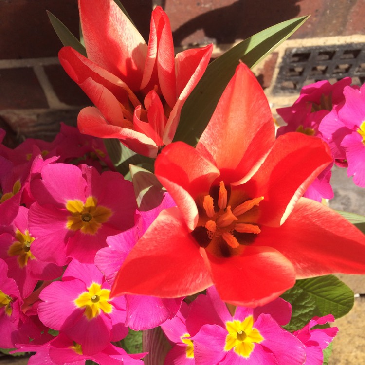 Plant image Tulipa clusiana 'Lady Jane'