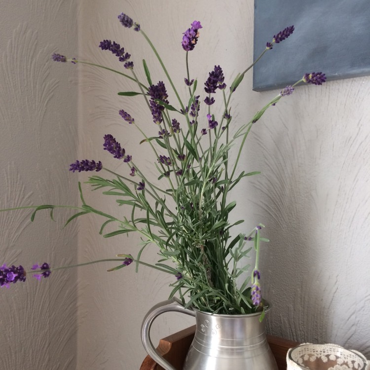 Plant image Lavandula stoechas 'Silver Anouk' (Anouk Series)