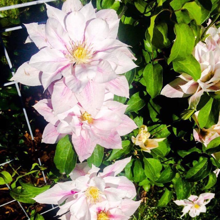 Plant image Clematis 'Royalty'