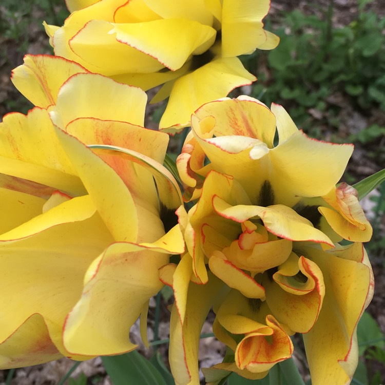 Plant image Tulipa 'Akebono'