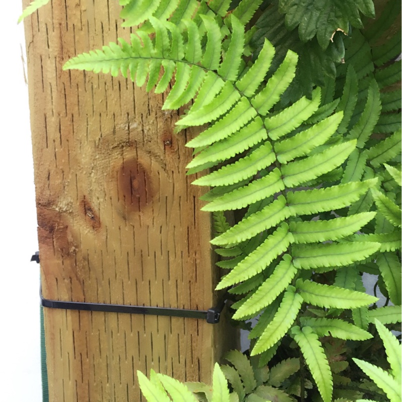 Plant image Dryopteris Erythrosora