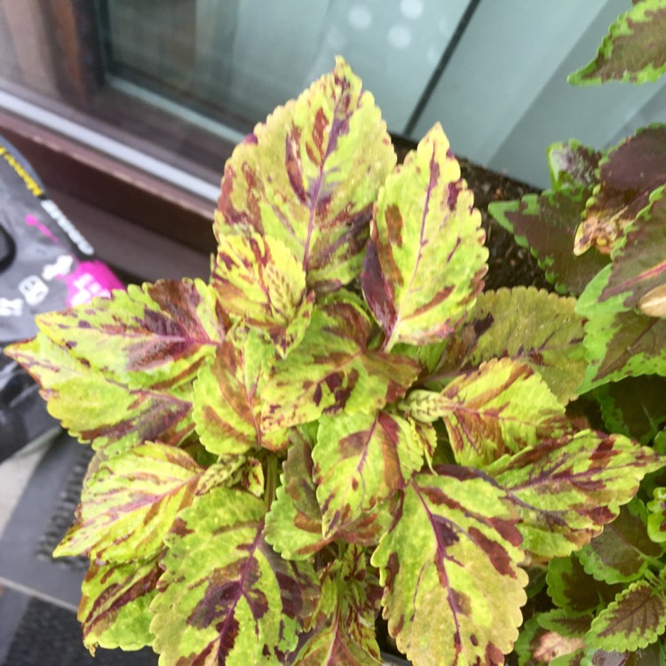 Plant image Plectranthus scutellarioides 'Scatter Splatter'