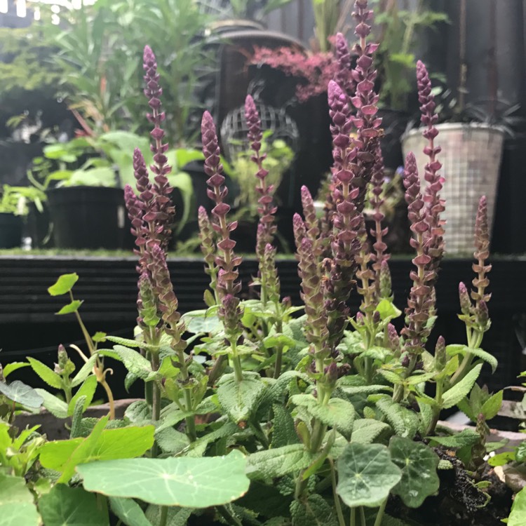 Plant image Salvia 'Indigo Spires'