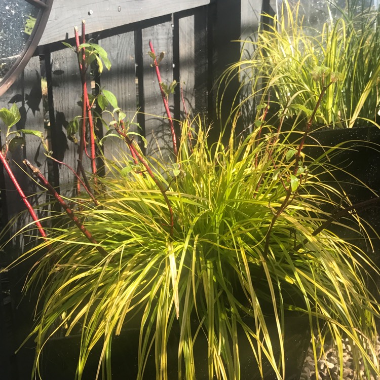 Plant image Carex oshimensis EverColor® 'Everillo'