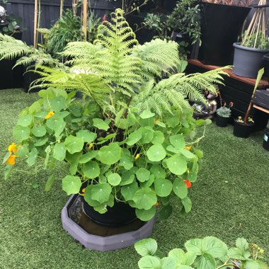 Tropaeolum majus 'Jewel Mix' (Mix)