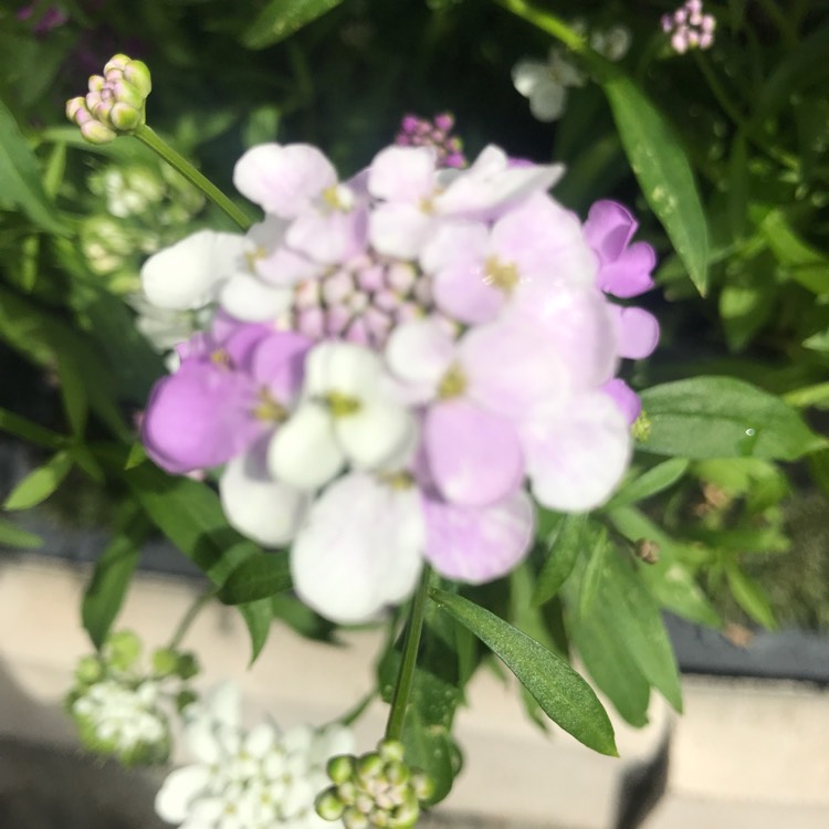 Plant image Iberis umbellata