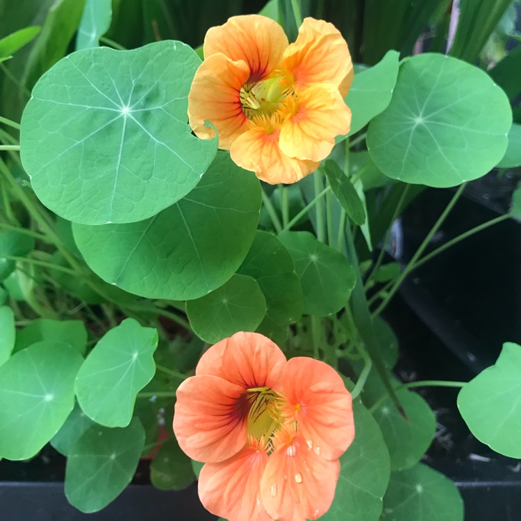 Plant image Tropaeolum majus 'Caribbean Crush'