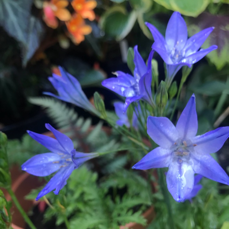 Plant image Triteleia 'Queen Fabiola' syn. Brodiaea 'Queen Fabiola'