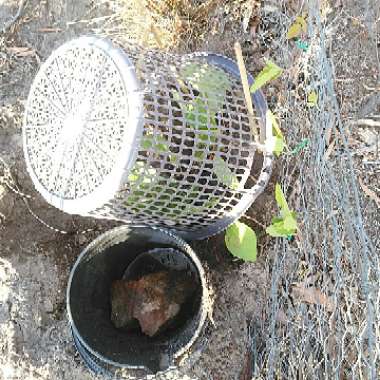 Kennedia nigricans