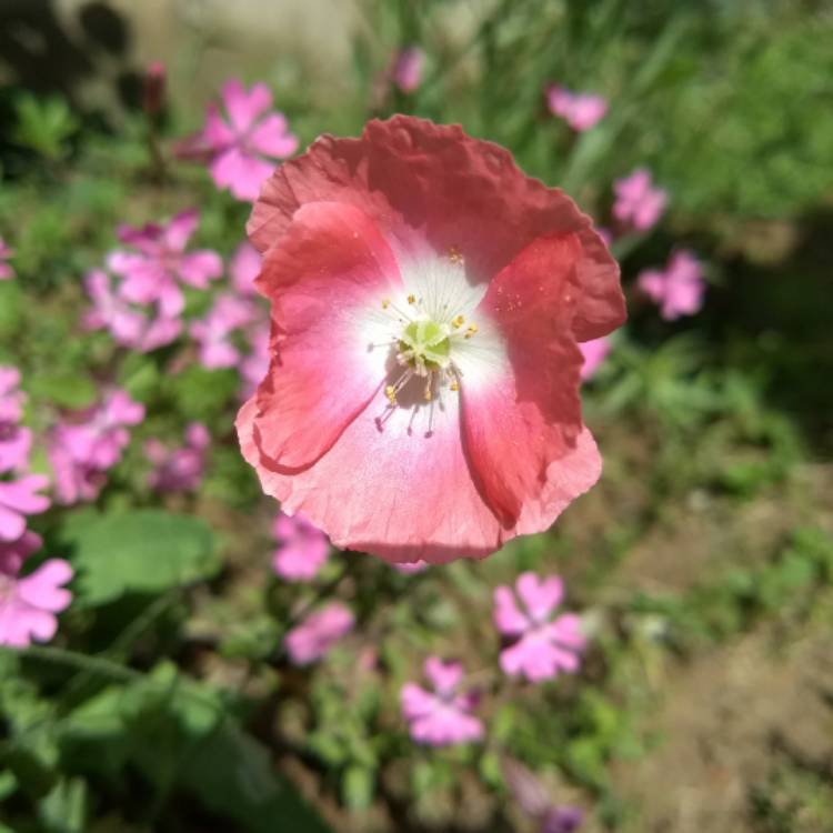 Plant image Papaver dubium subsp. lecoqui var. 'albiflorum'