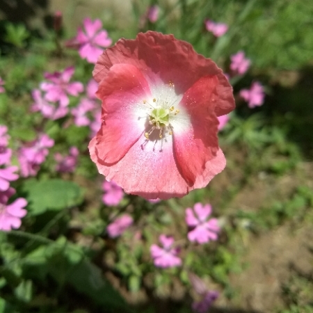 Plant image Papaver dubium subsp. lecoqui var. 'albiflorum'