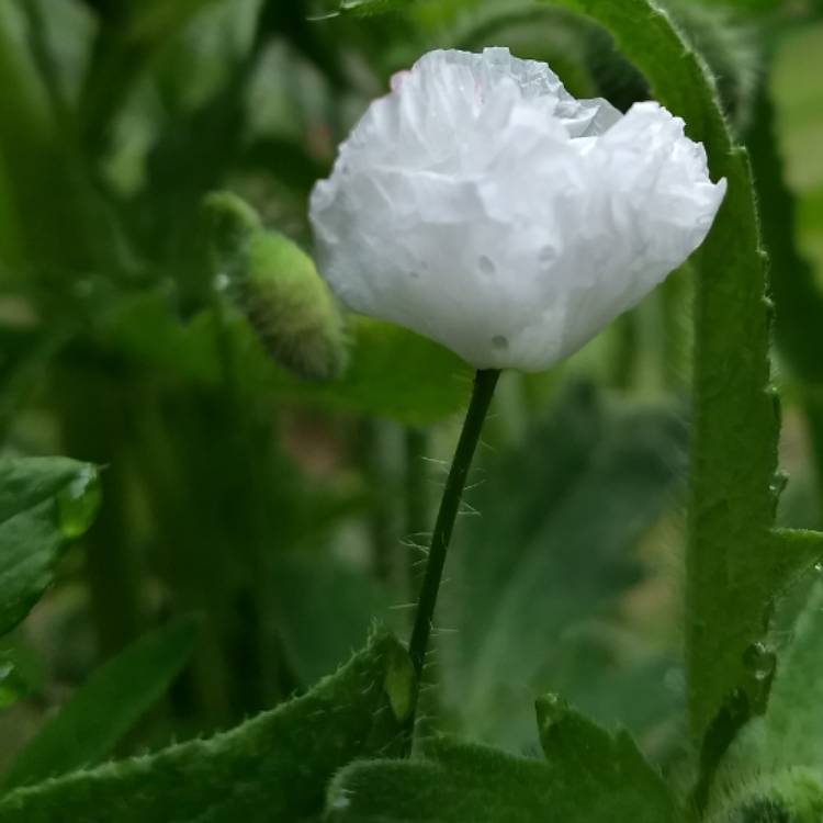 Plant image Papaver orientale 'Perry's white'