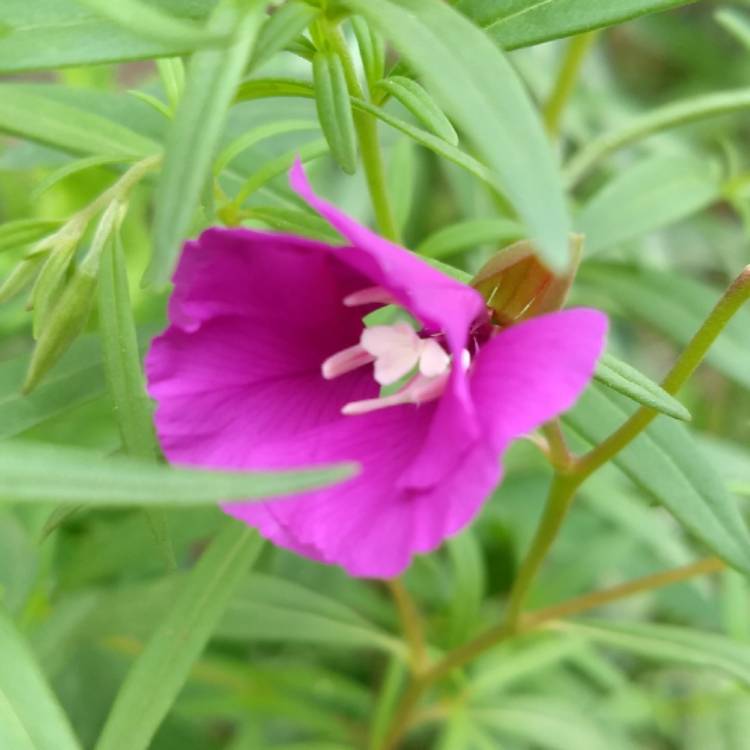 Plant image Clarkia pulchella