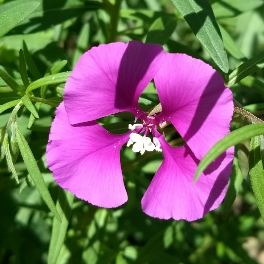 Plant image Clarkia pulchella