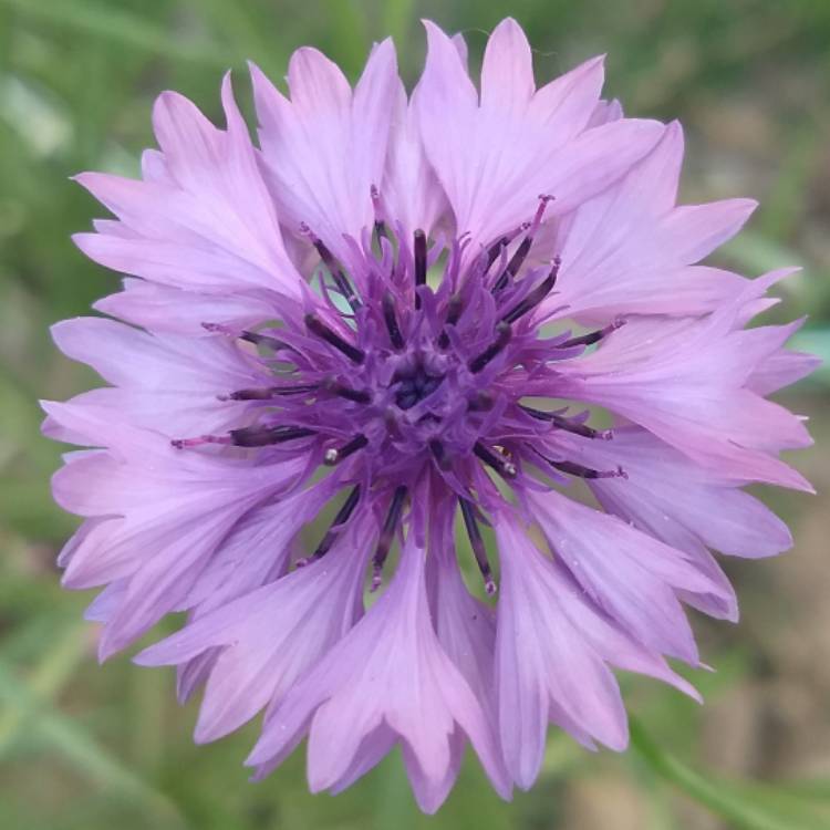 Plant image Centaurea montana 'Parham'