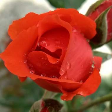 Rosa 'Flower Carpet Red'