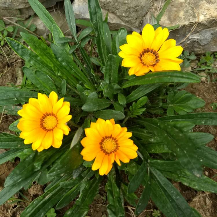 Plant image Gazania 'Daybreak Bright Orange'