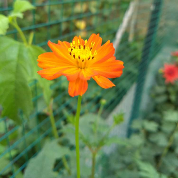 Plant image Cosmos Sulphureus 'Cosmic Yellow'