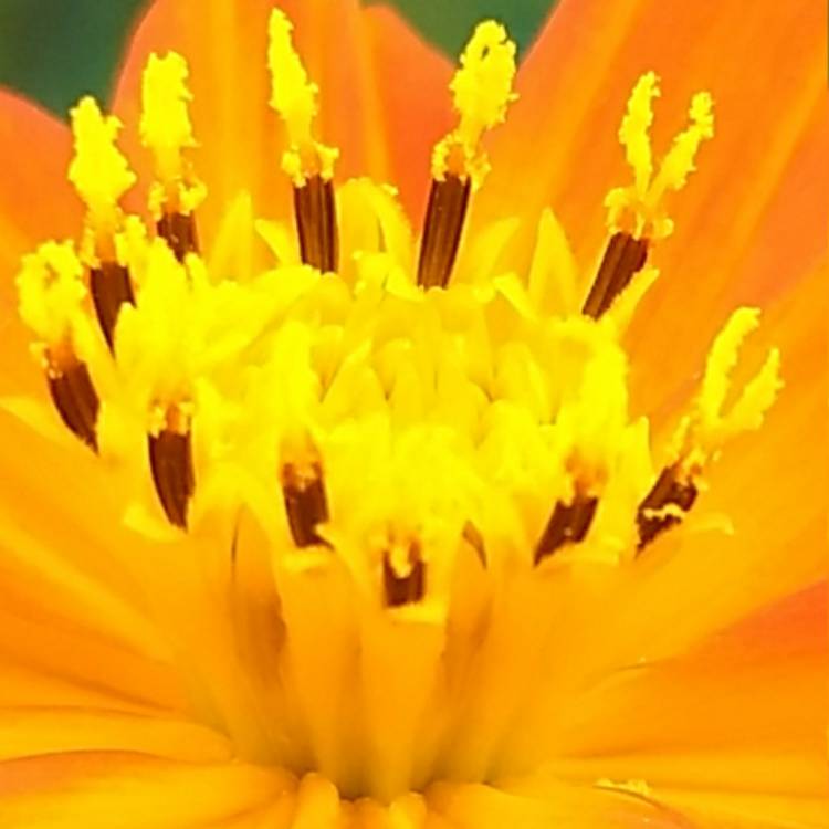 Plant image Cosmos Sulphureus 'Cosmic Yellow'