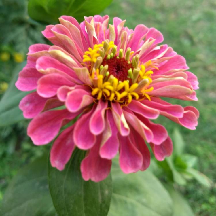 Plant image Zinnia 'Fireworks Mix'