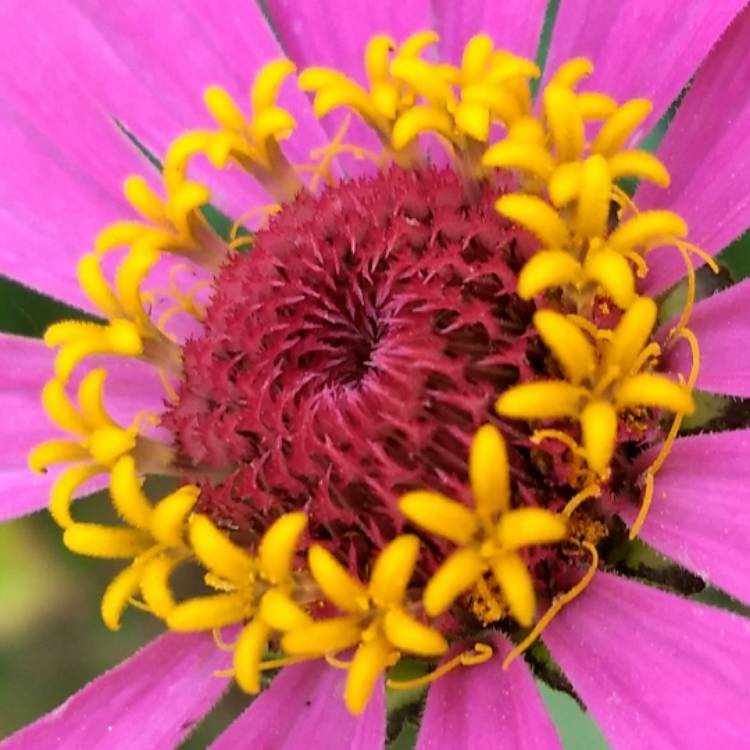 Plant image Zinnia 'Fireworks Mix'