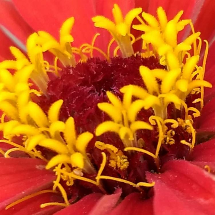 Plant image Zinnia 'Fireworks Mix'