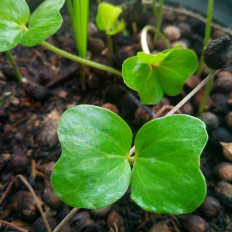 Plant image Coccoloba uvifera