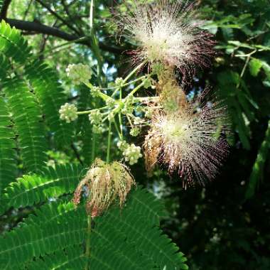 Pink Silk Tree