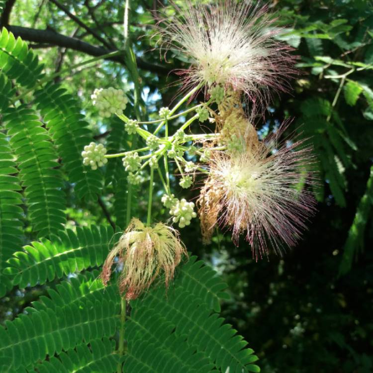 Plant image Albizia julibrissin f. rosea