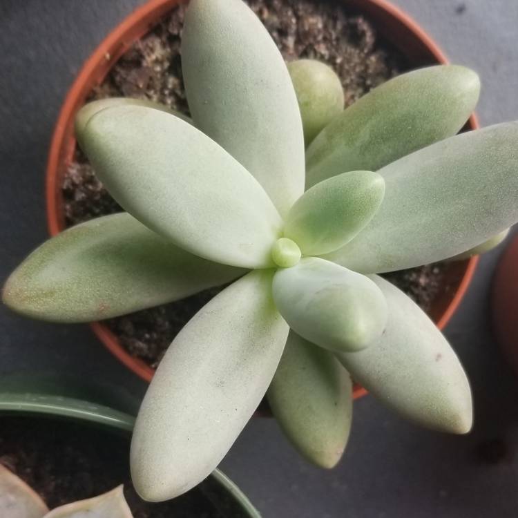 Plant image Pachyphytum machucae