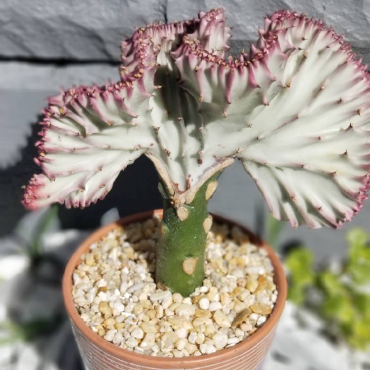 Plant image Euphorbia lactea 'Rainbow Crest'