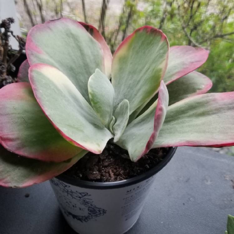 Plant image Kalanchoe Thyrsiflora Variegated