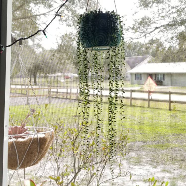 Plant image Senecio 'Radicans'