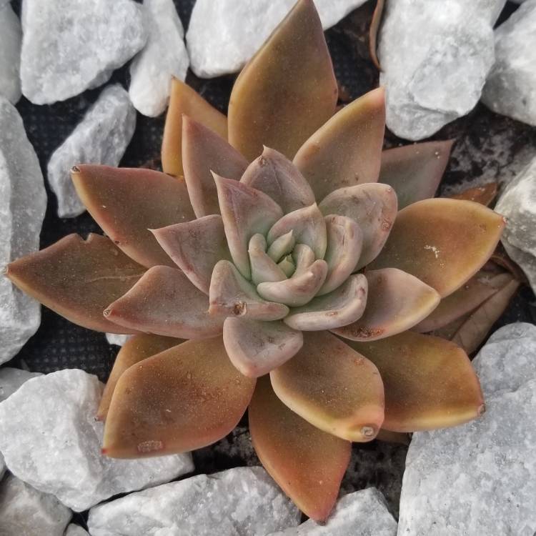 Plant image Echeveria Silver Queen